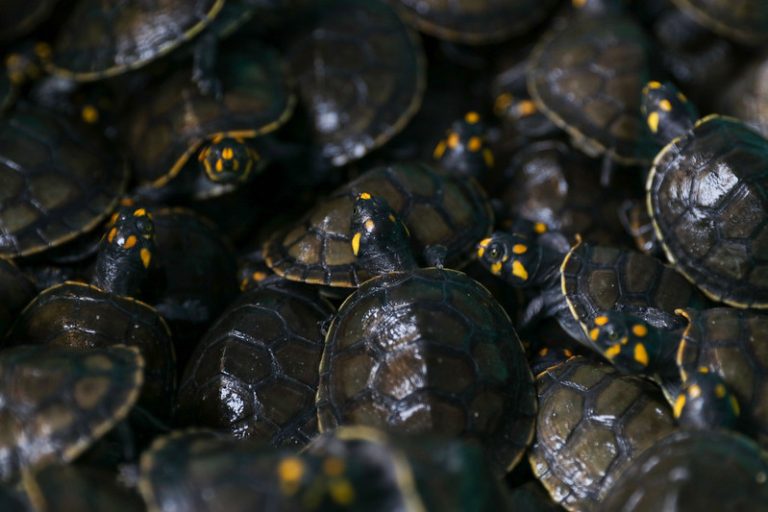 Ação Comunitária: Mais de 18 mil filhotes de quelônios são soltos na RDS do Uatumã com apoio da Sema