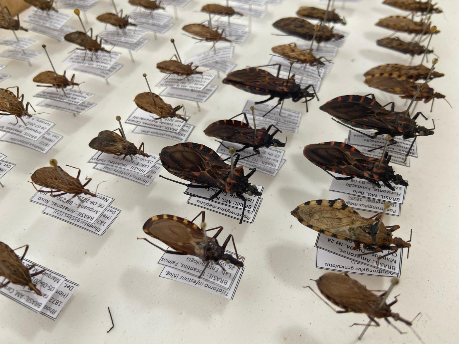 Dia Mundial da Doença de Chagas: FVS-RCP chama atenção para cuidados e prevenção